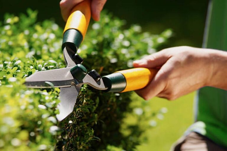 Man uses hedge clippers to trim hedge in garden