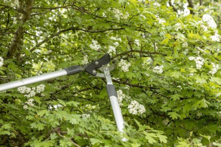 pruning a hawthorn bush with a large pruner